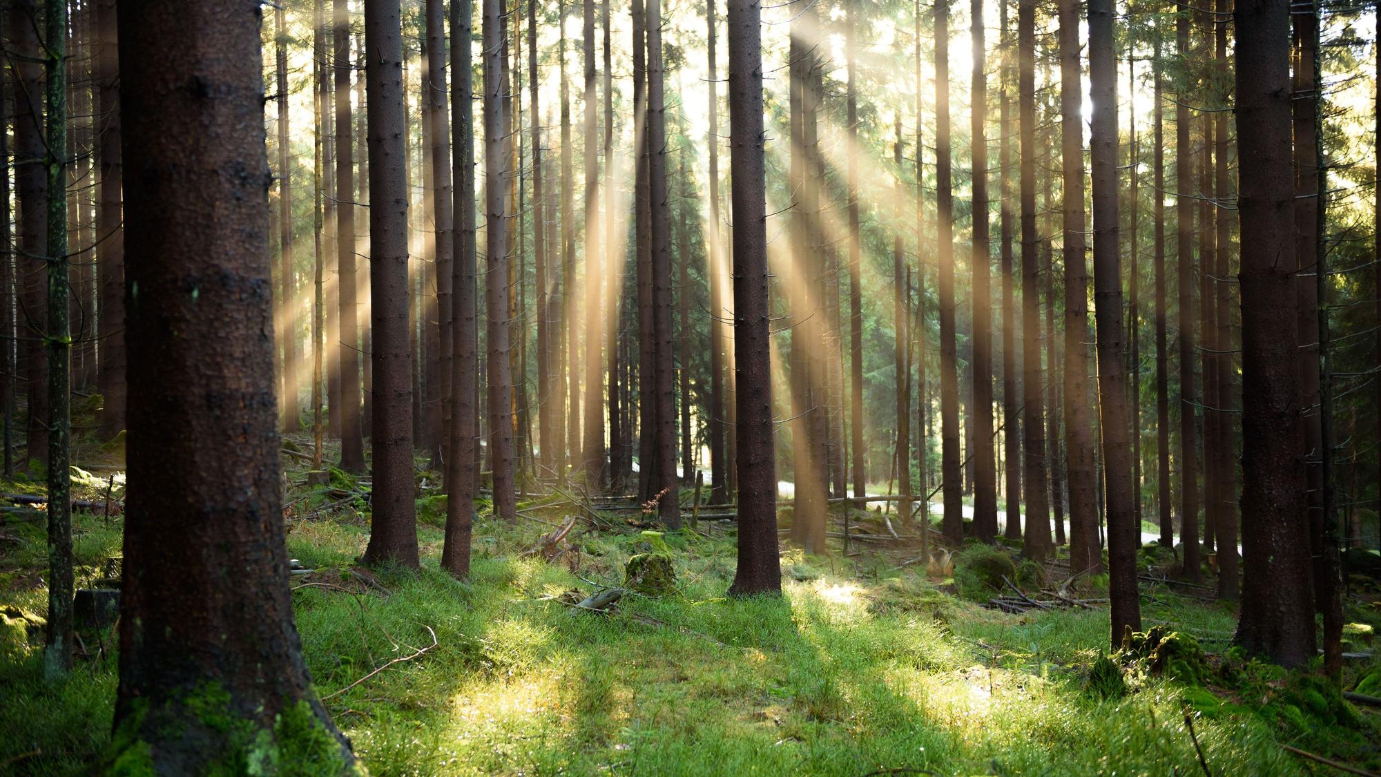 Zu sehen sind Sonnenstrahlen die zwischen Bäumen in den Wald hinein scheinen.