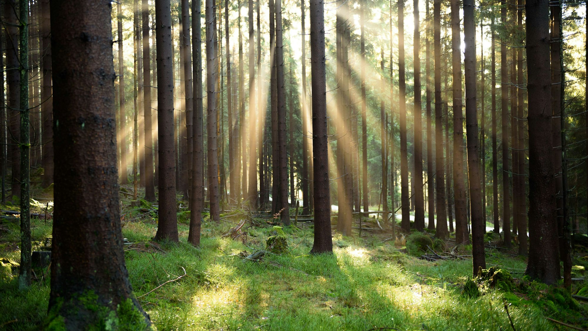Zu sehen sind Sonnenstrahlen die zwischen Bäumen in den Wald hinein scheinen.