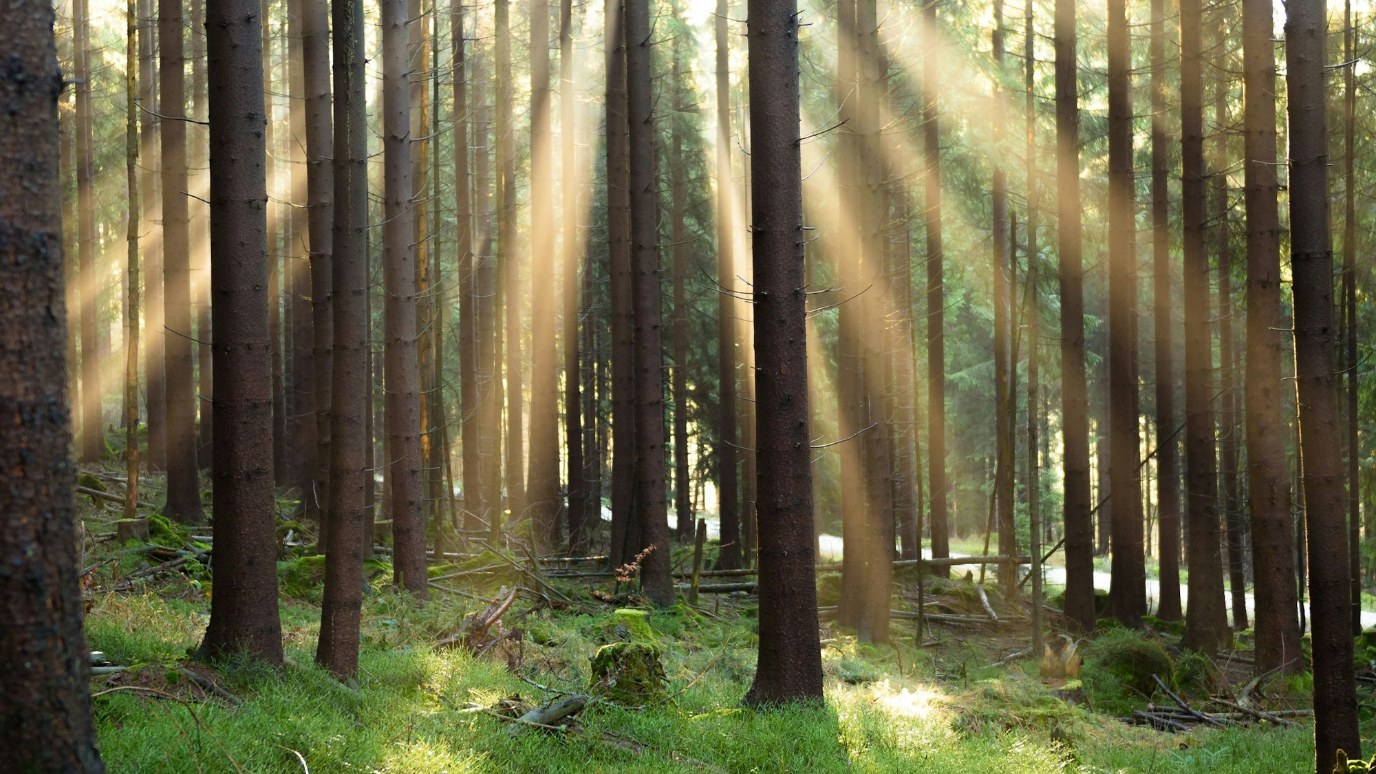 Aus 10.000 Setzlingen soll ein neuer Wald für Köln entstehen.