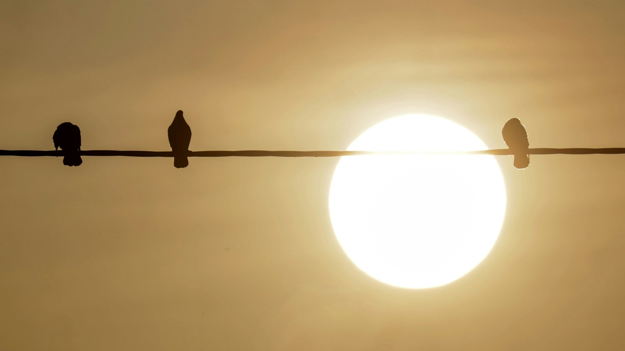Vögel sitzen am Morgen auf einer Stromleitung, während im Hintergrund die Sonne am Himmel zu sehen ist. Der Saharastaub färbt den Himmel milchig ein.