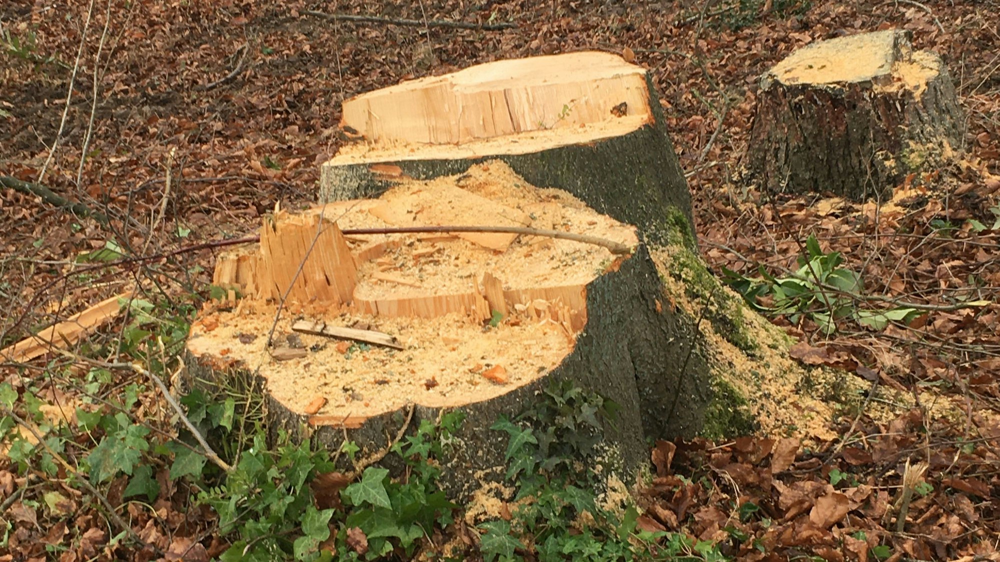 Zu sehen ist ein dicker Stumpf von einem gefällten Baum.