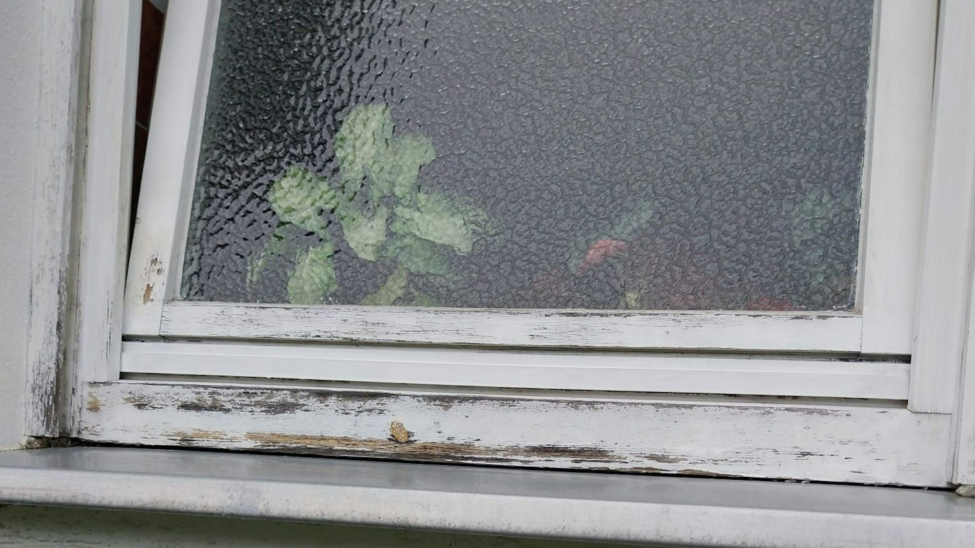 Ein aufgequollener Fensterrahmen aus Holz, von dem die weiße Farbe abblättert