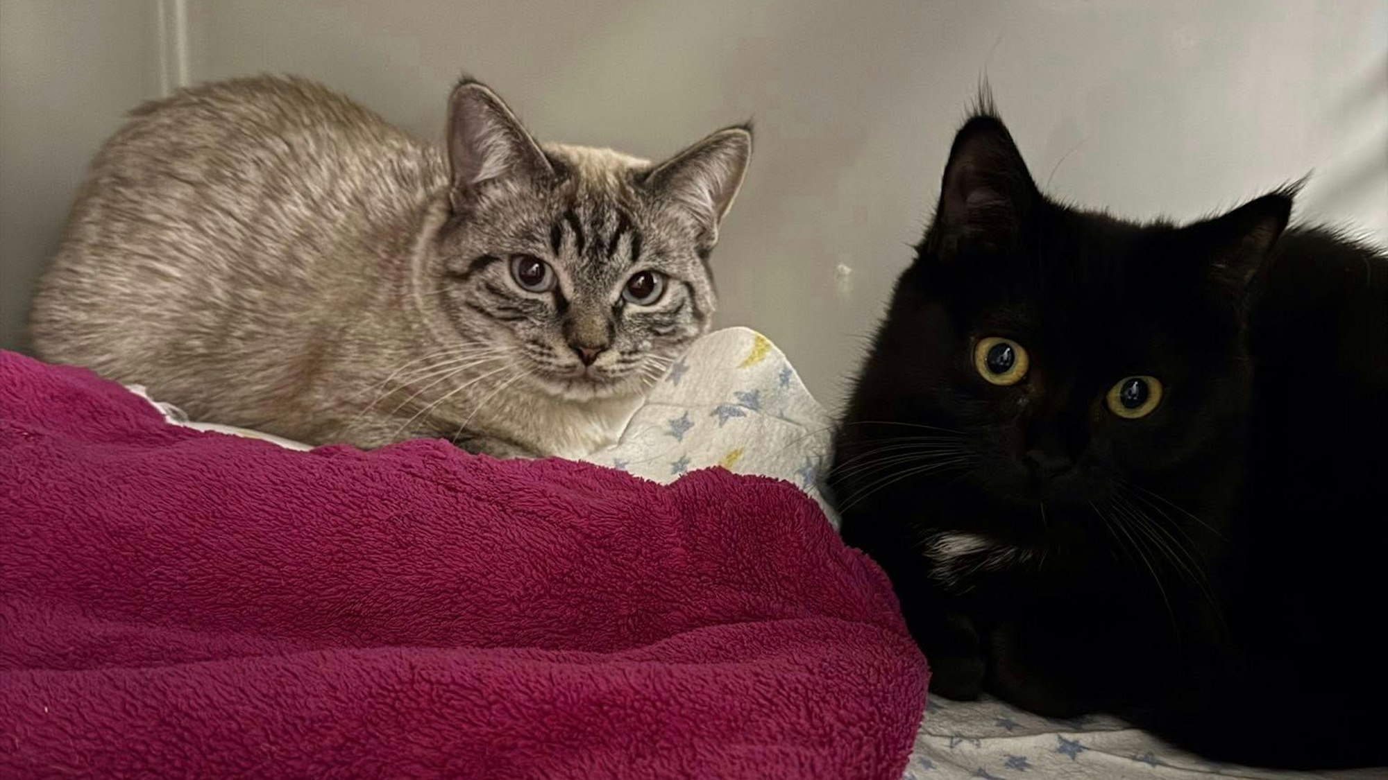 Das Bild zeigt zwei der Katzen, eine graue mit Mustern, eine schwarze mit gelben Augen.