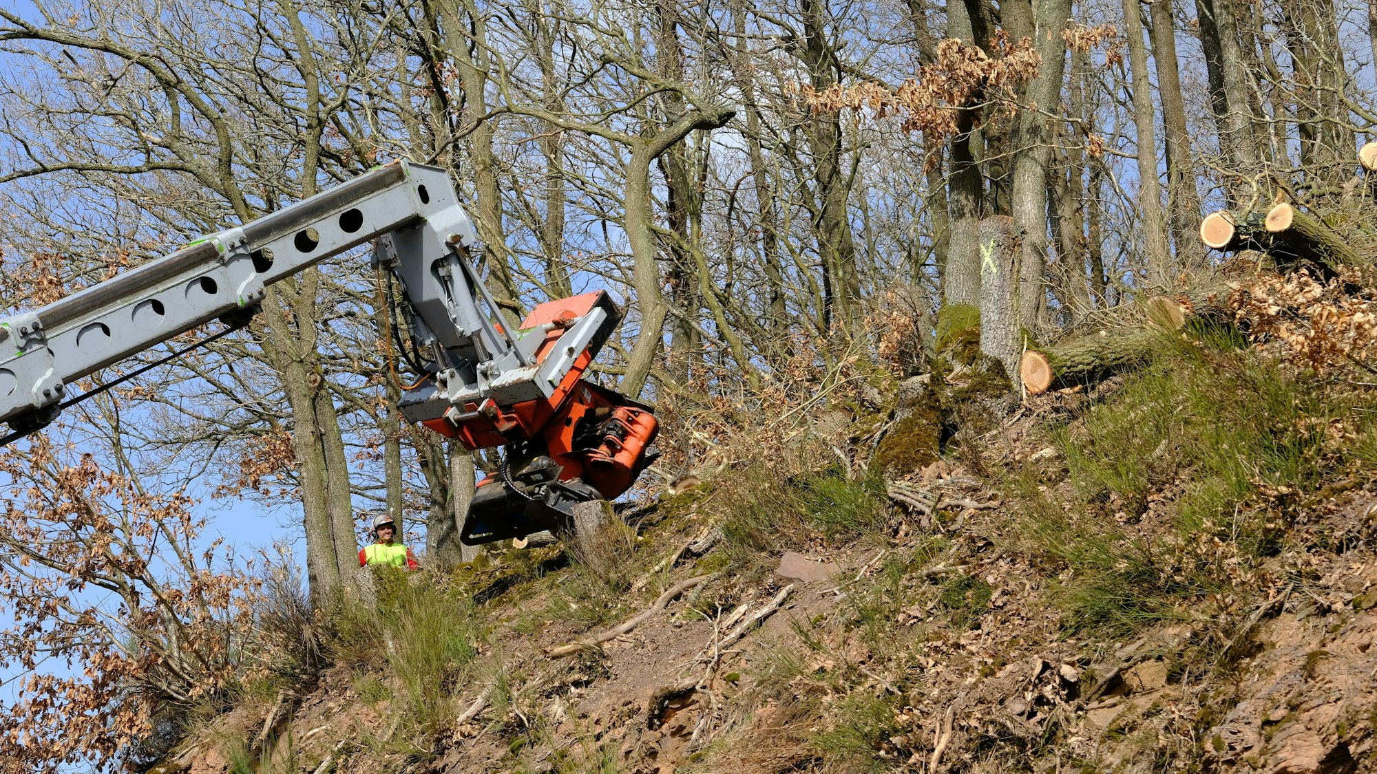 Mit einem Teleskoplader, an dem ein Harvesterkopf montiert ist, werden an einem Hang Eichen gefällt.
