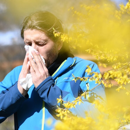 Ein Mann mit Heuschnupfen und Taschentuch vor seiner Nase steht neben einem blühenden Strauch.