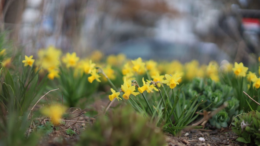 14.01.2026, Köln: Der Frühling kommt bunt. Die Stadt Blüht auf. Foto: Arton Krasniqi