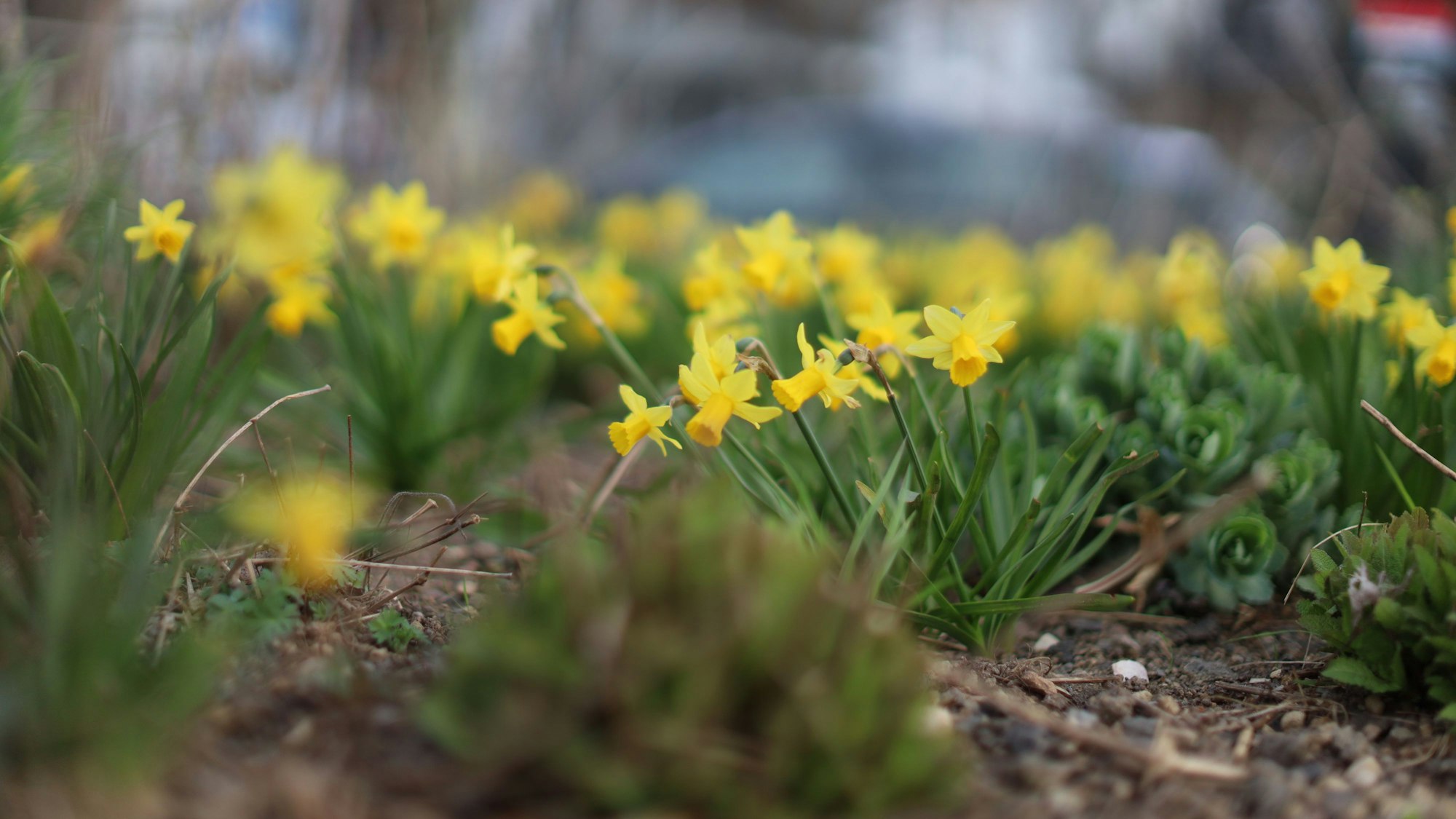 14.01.2026, Köln: Der Frühling kommt bunt. Die Stadt Blüht auf. Foto: Arton Krasniqi