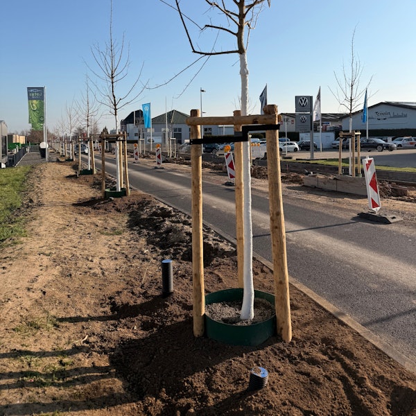 Frischgepflanzte Bäume säumen eine Straße, an der gebaut wird.