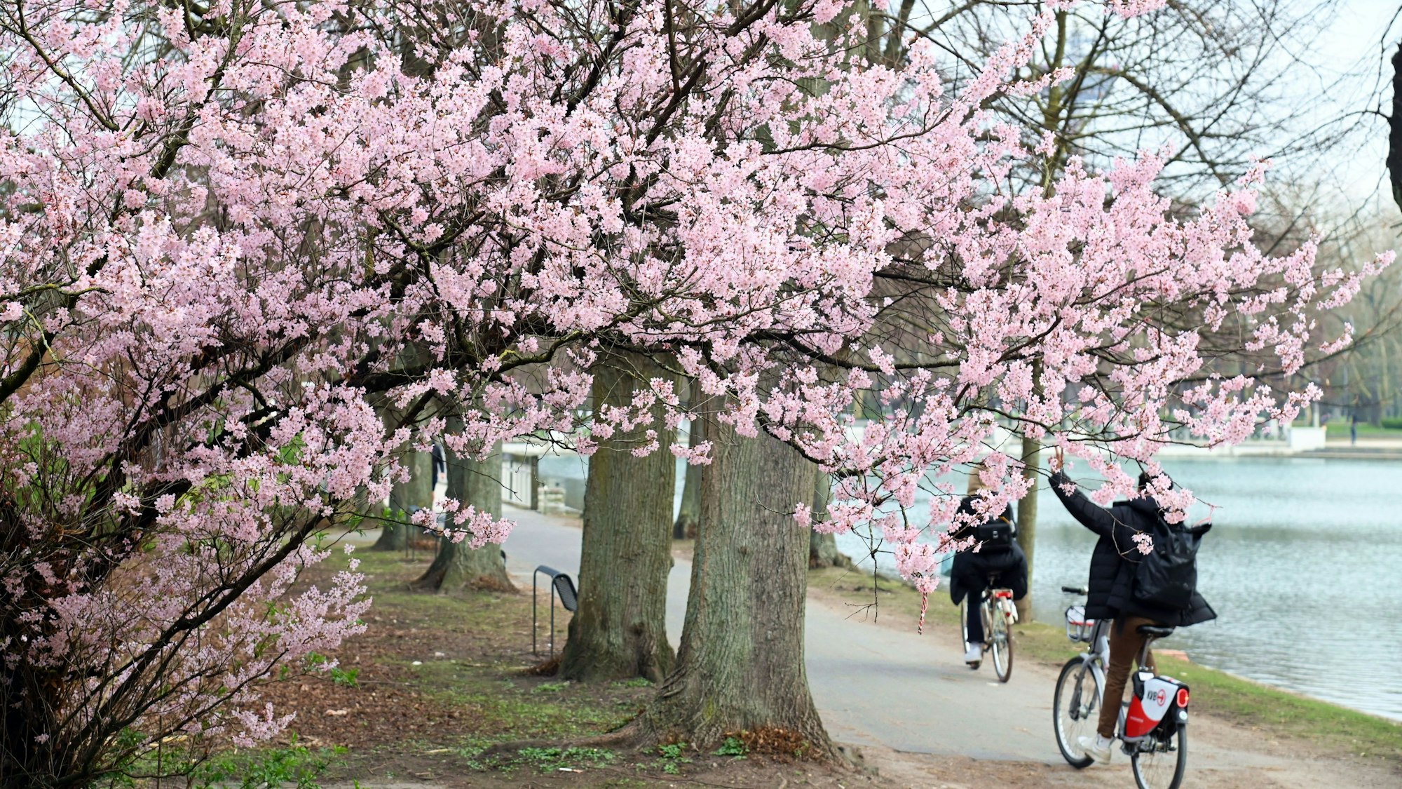 Erste Kirchblüten 2026 Nähe Aachener Weiher.