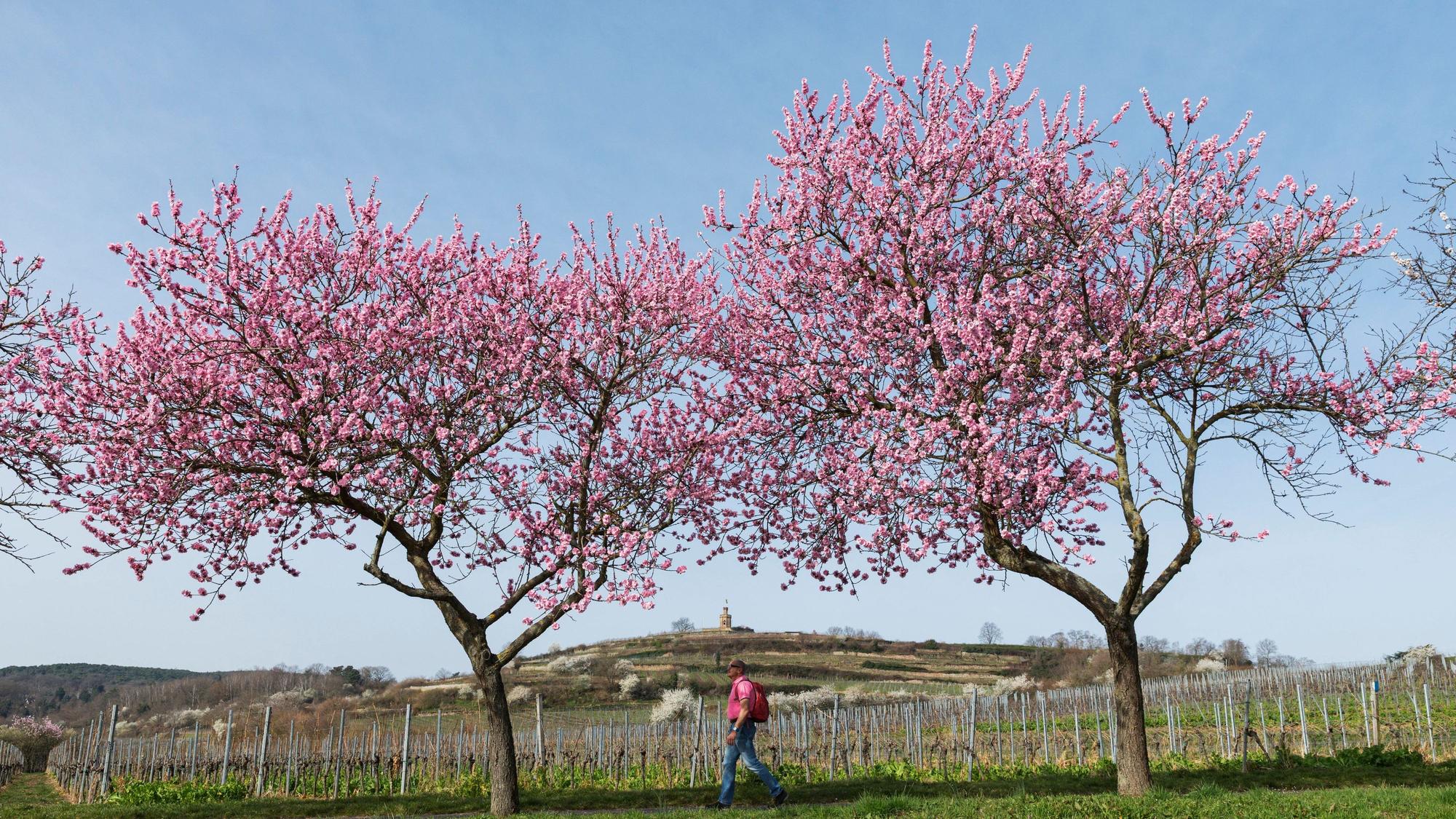 Spaziergänger unter blühenden Mandelbäumen in Bad Dürkheim während der Mandelblüte im Frühling.