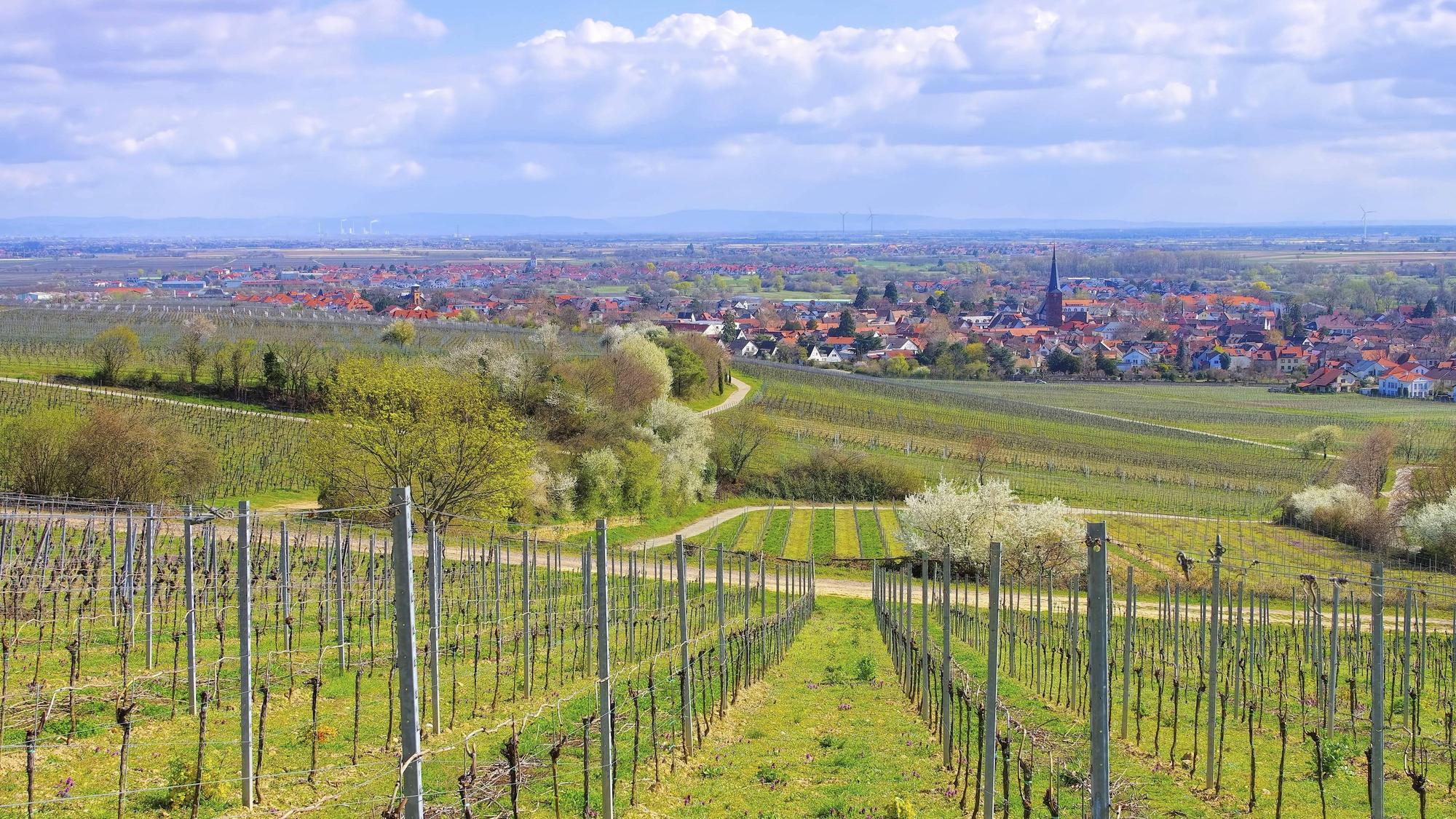 Deidesheim während der Mandelblüte im Frühling.