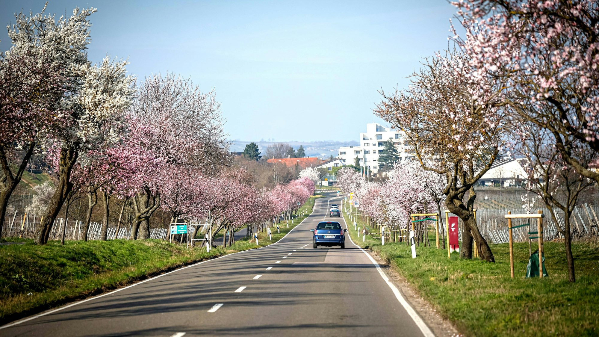 Die ersten Mandelbäume entlang der Deutschen Weinstraße stehen in Blüte.