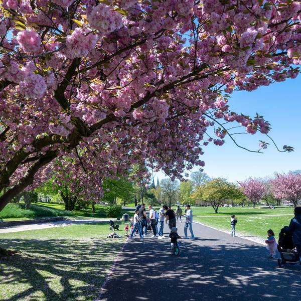 Tulpen und Kirschbäume blühen im Rheinpark. (Archivbild)