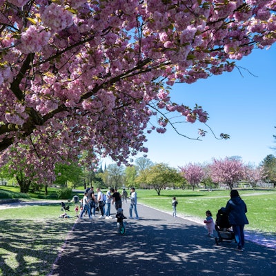 Tulpen und Kirschbäume blühen im Rheinpark. (Archivbild)