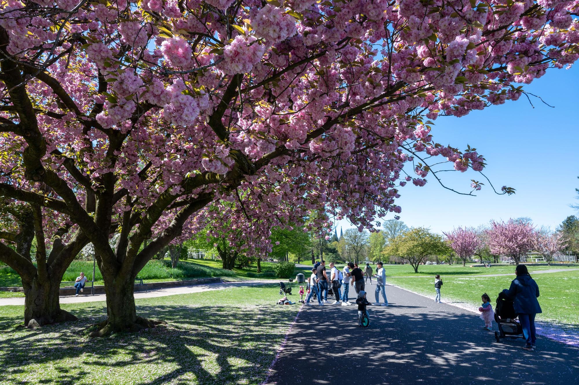 Tulpen und Kirschbäume blühen im Rheinpark. (Archivbild)
