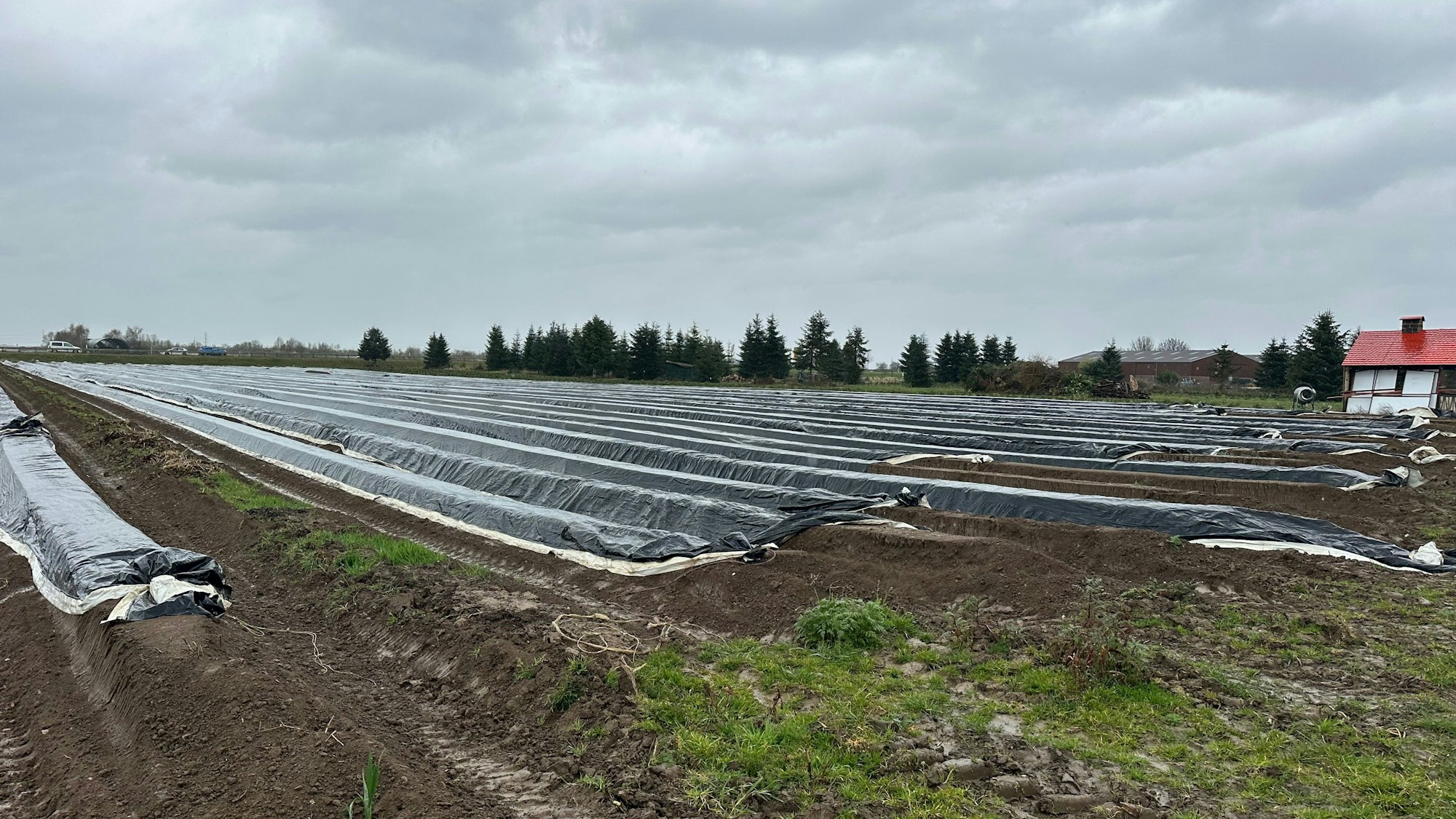 Spargelfelder mit Folie abgedeckt.