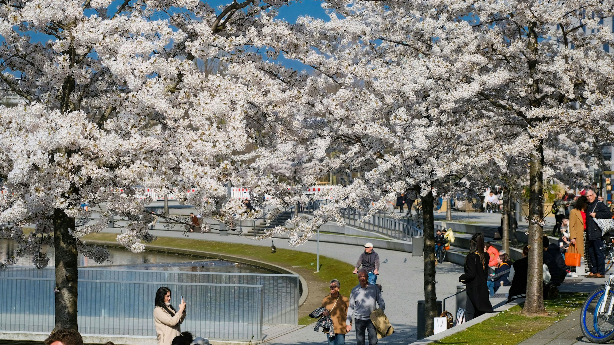 Kirschblüte im Düsseldorfer Hofgarten nahe Kö-Bogen und Königsallee.