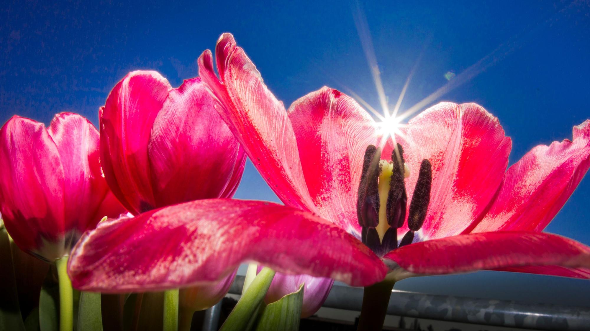 Rosafarbene Tulpen unter strahlend blauem Himmel.