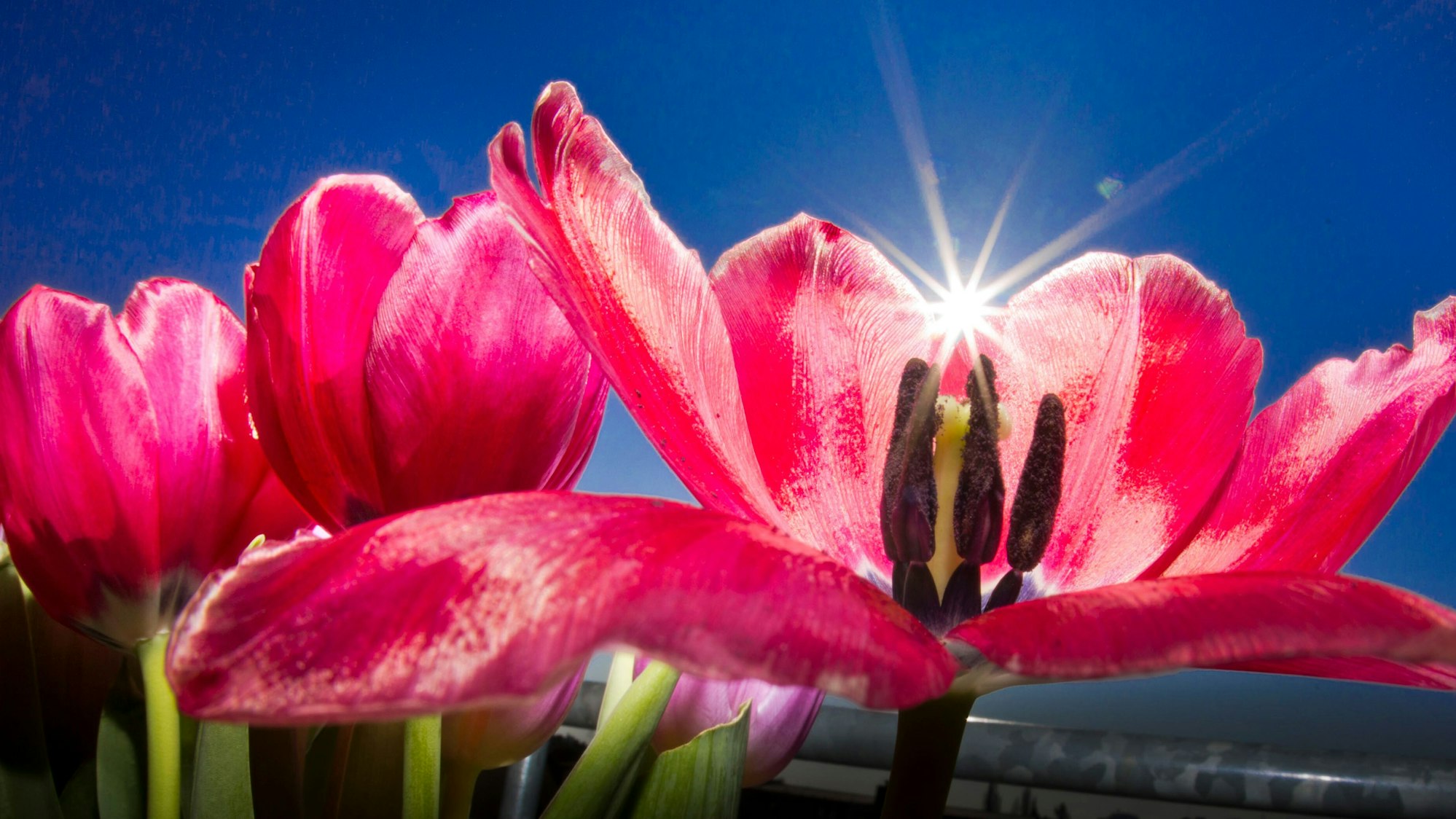Rosafarbene Tulpen unter strahlend blauem Himmel.