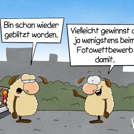 Zwei Schafe stehen auf einer Straße neben einem Auto. Das eine sagt: „Bin schon wieder geblitzt worden.“ Das andere antwortet begeistert: „Vielleicht gewinnst du ja wenigstens beim Fotowettbewerb damit.“