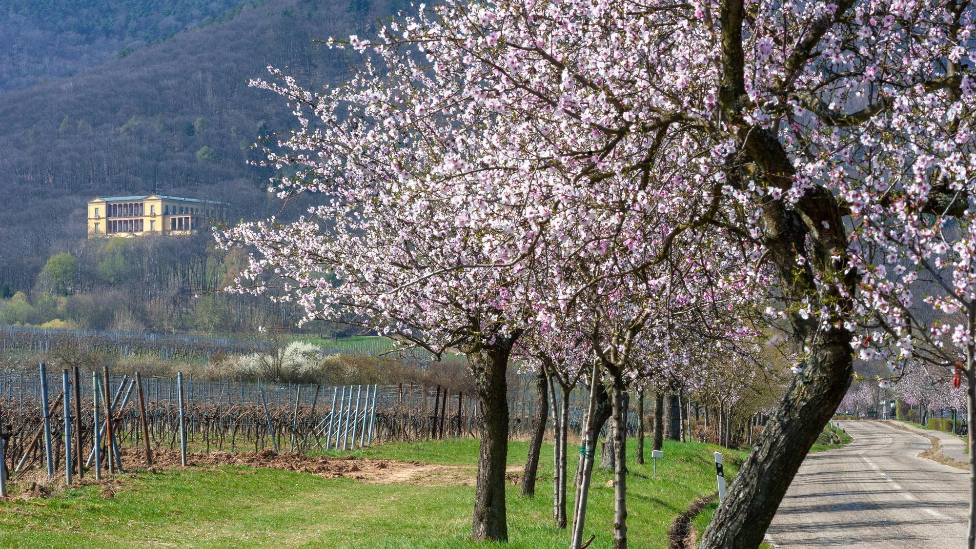 Mandelblüte entlang der Mandelmeile bei Edenkoben mit Blick auf die Villa Ludwigshöhe in der Pfalz.