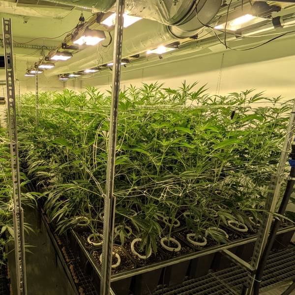 Im Anbauraum des Cannabis Euskirchen Social Club (CANNEU) wachsen zahlreiche Cannabispflanzen. An der Decke hängen Tageslichtlampen.