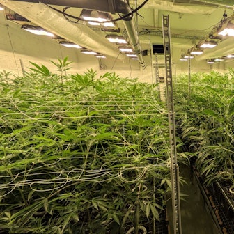 Im Anbauraum des Cannabis Euskirchen Social Club (CANNEU) wachsen zahlreiche Cannabispflanzen. An der Decke hängen Tageslichtlampen.