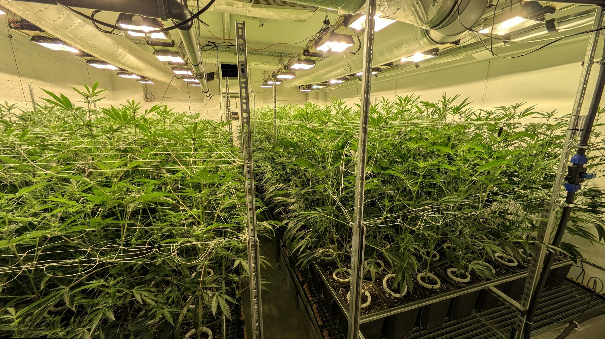 Im Anbauraum des Cannabis Euskirchen Social Club (CANNEU) wachsen zahlreiche Cannabispflanzen. An der Decke hängen Tageslichtlampen.