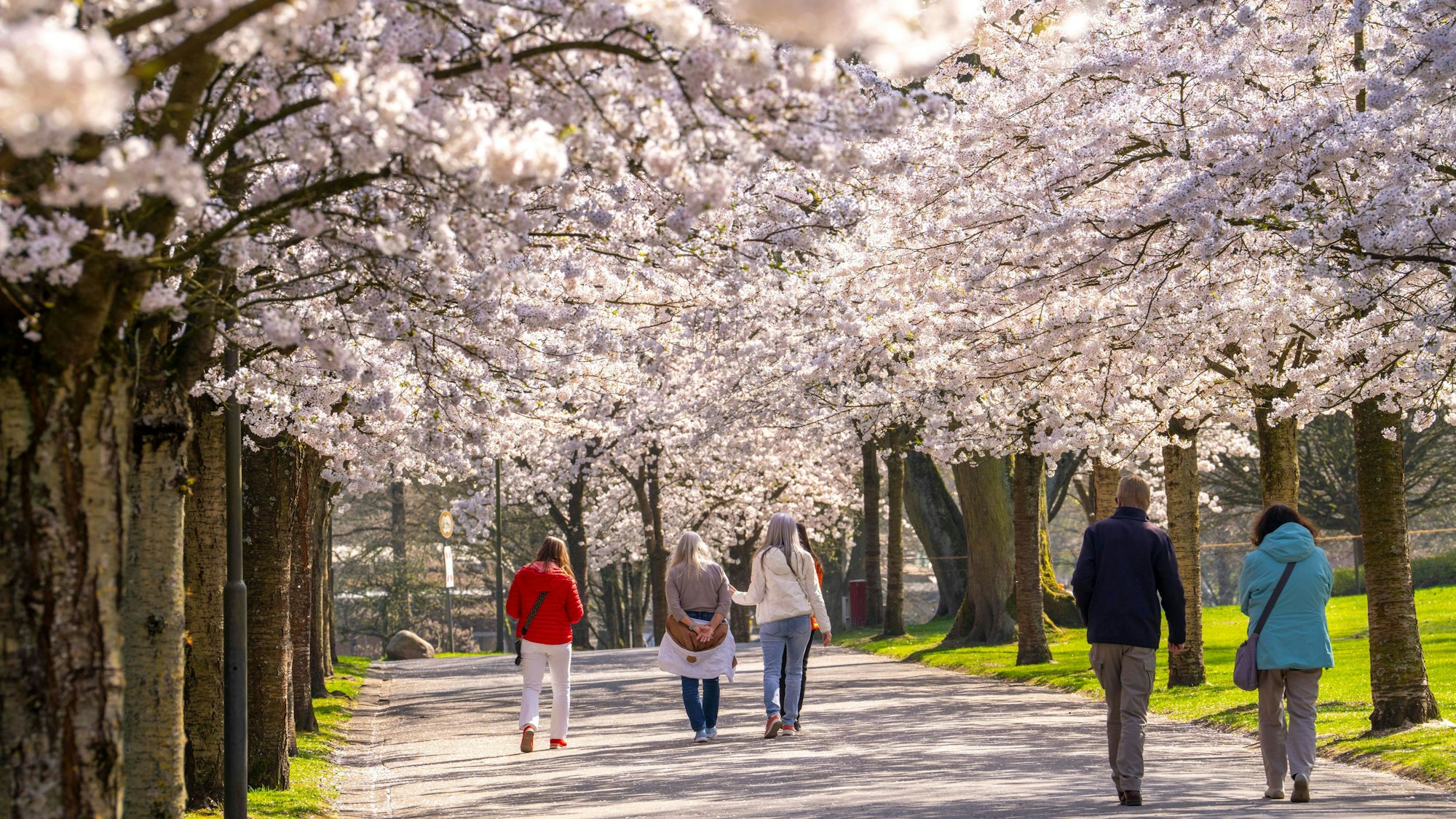 Kirschblüten im Grugapark in Essen.