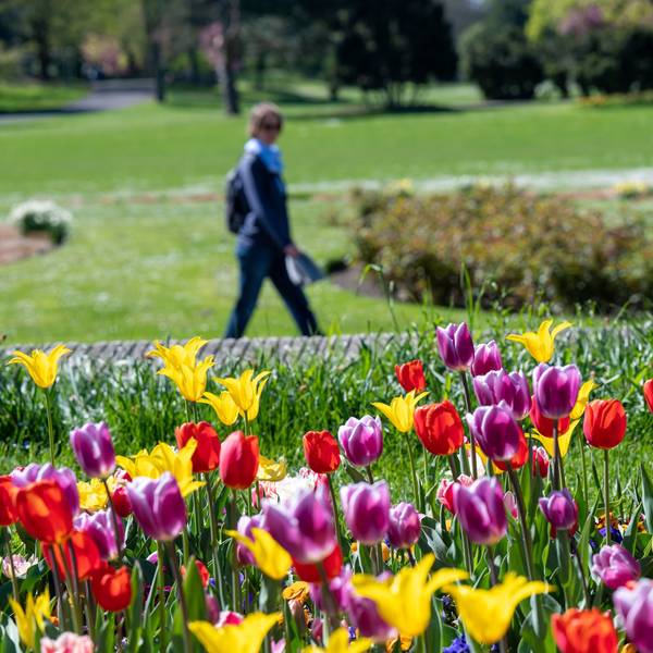 Tulpen blühen im Kölner Rheinpark.