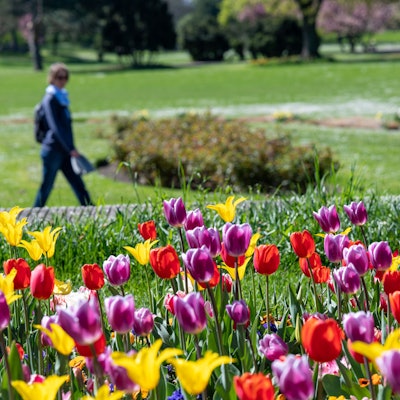 Tulpen blühen im Kölner Rheinpark.