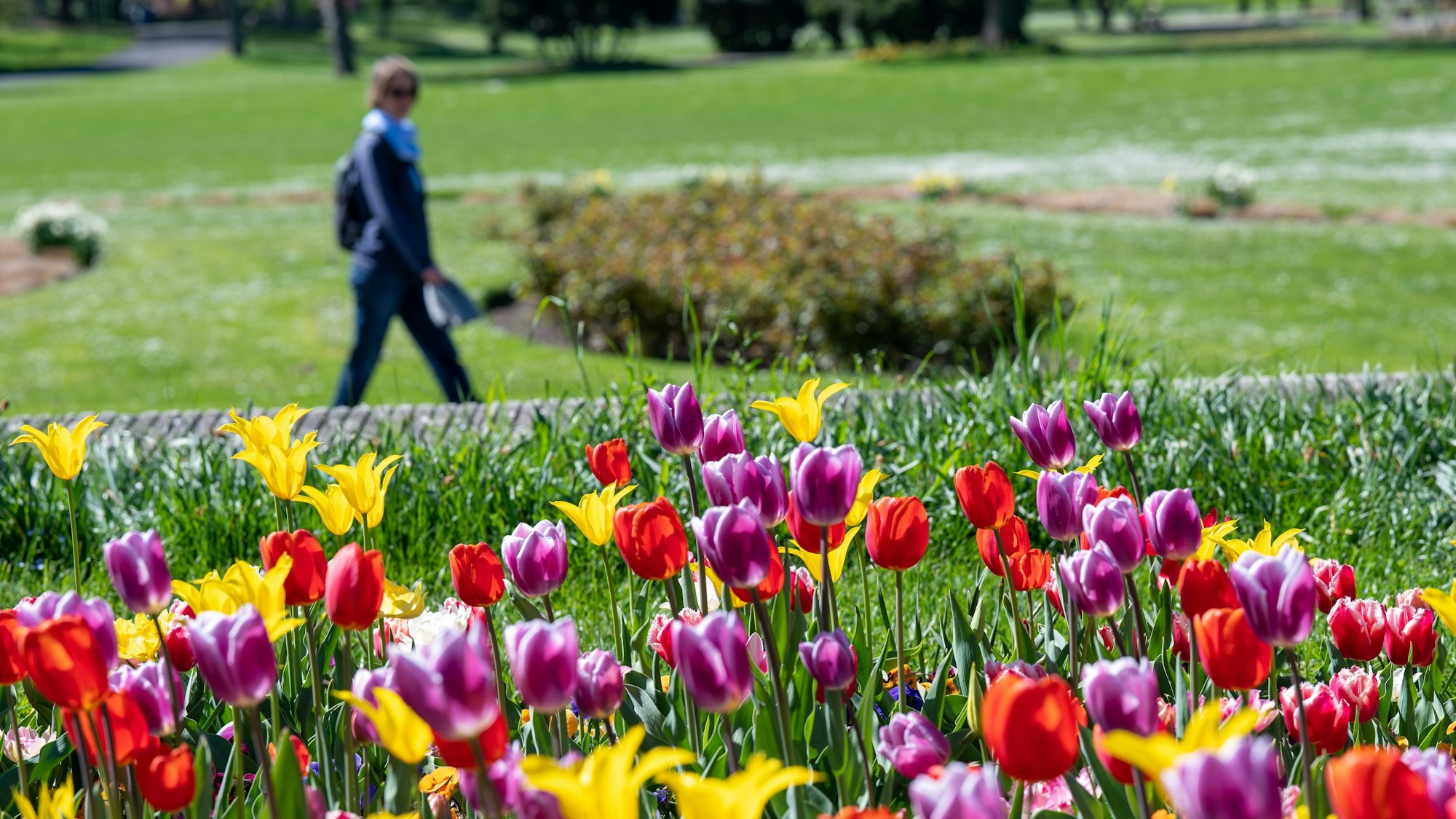 Tulpen blühen im Kölner Rheinpark.