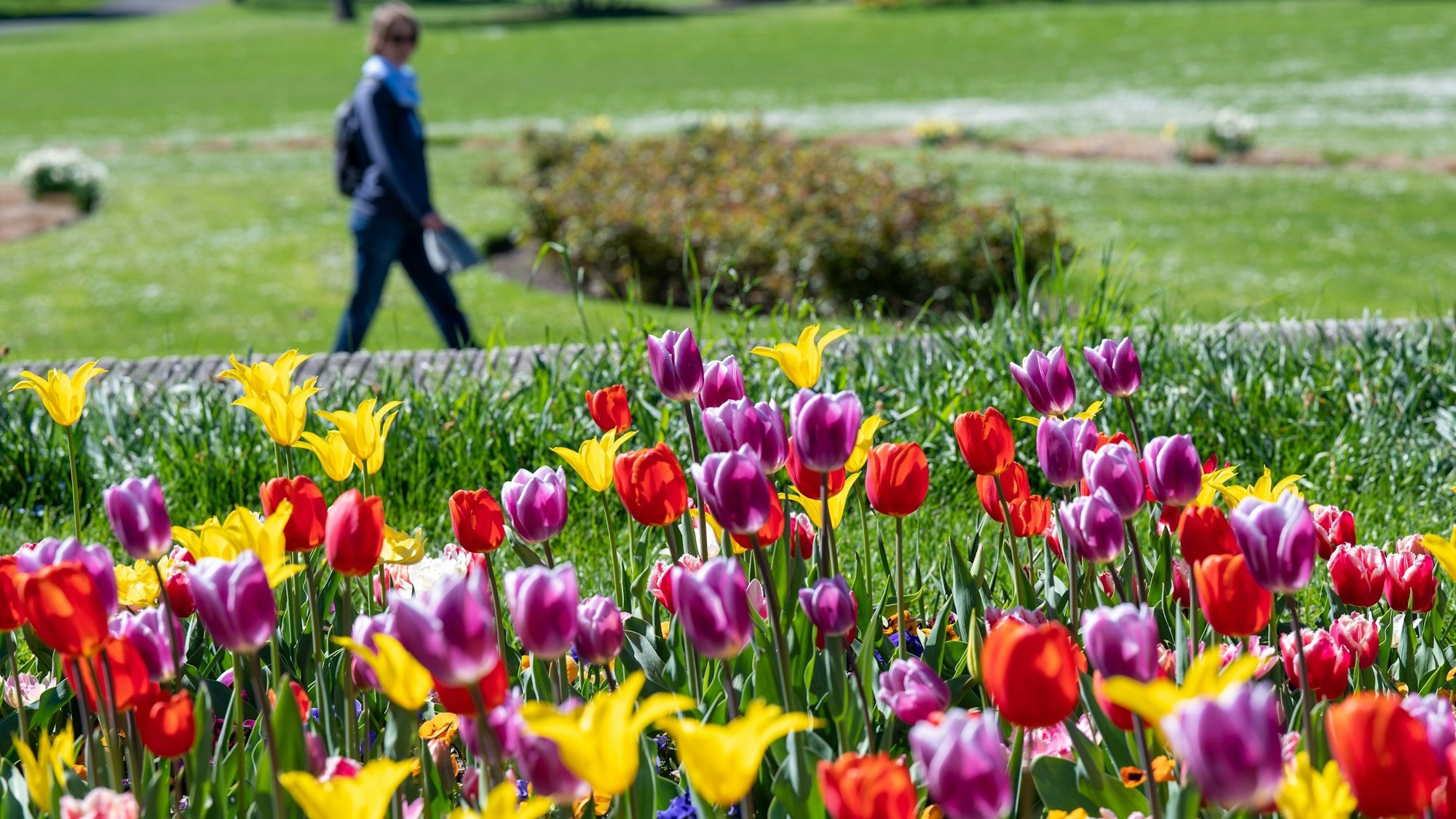 Tulpen blühen im Rheinpark. (Archivbild)