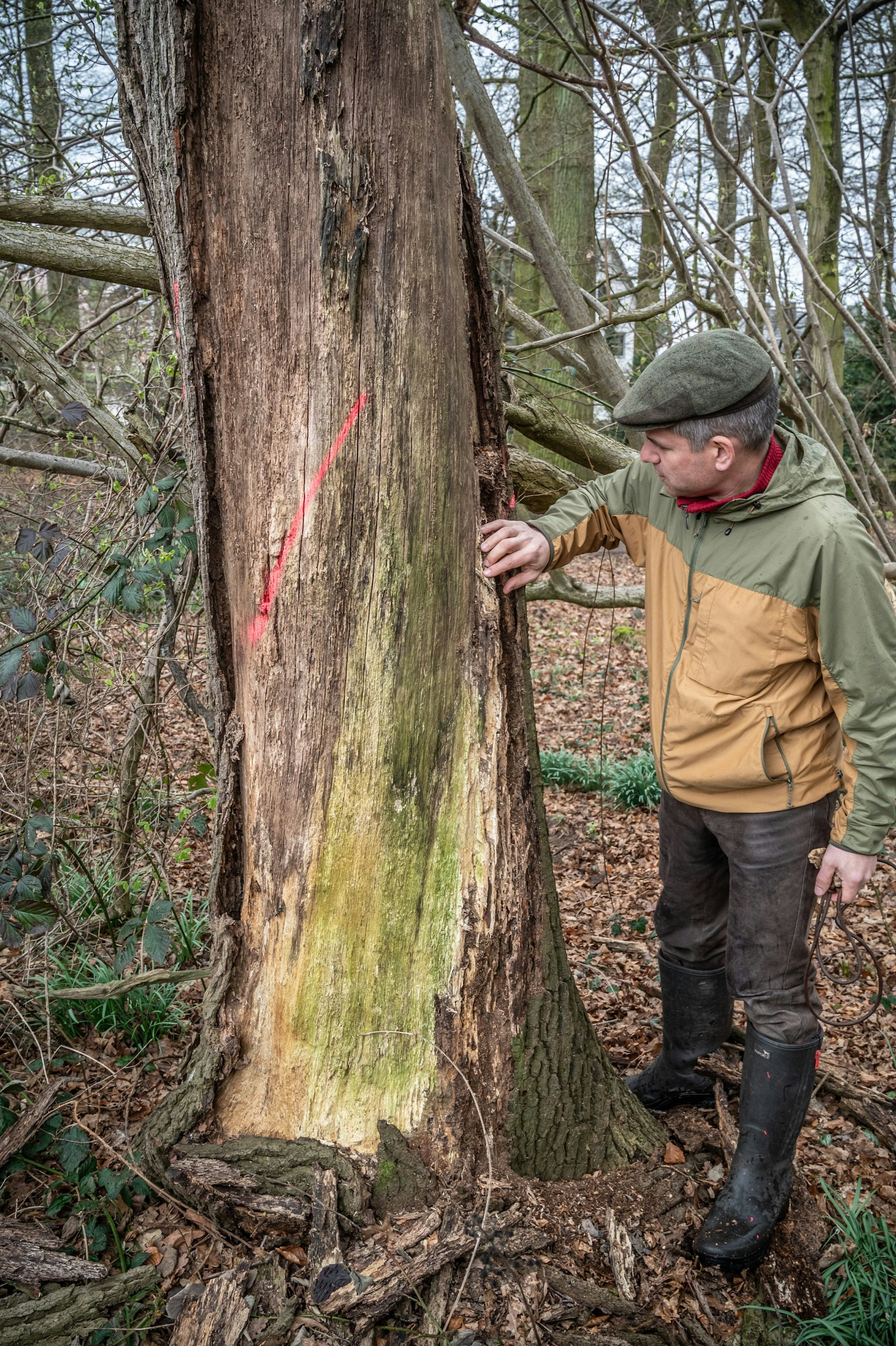 Eine tote Eiche an der Straße Zum Forsthaus im Bürgerbusch