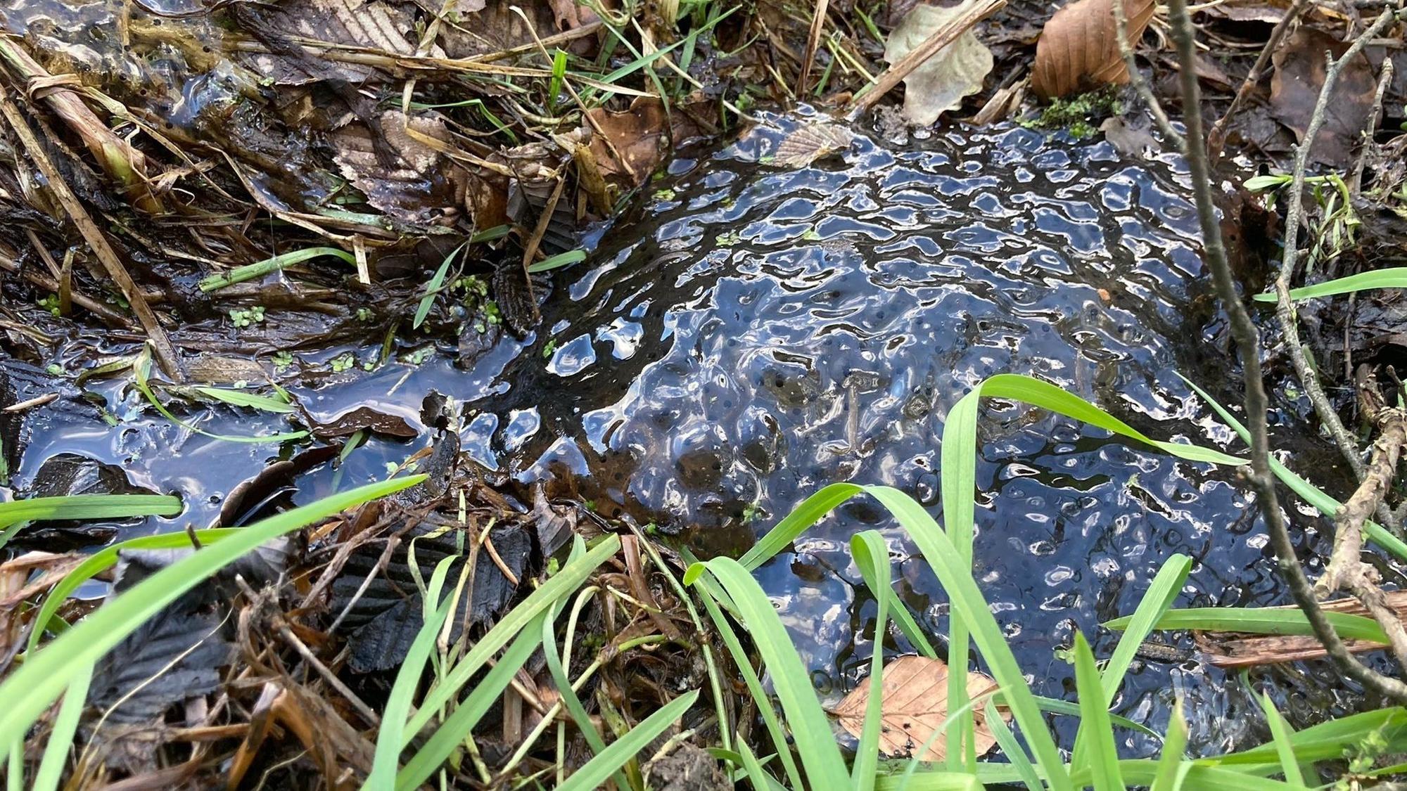 Gibt es kein Wasser, würde Froschlaich wie dieses Gelege einfach austrocknen.
