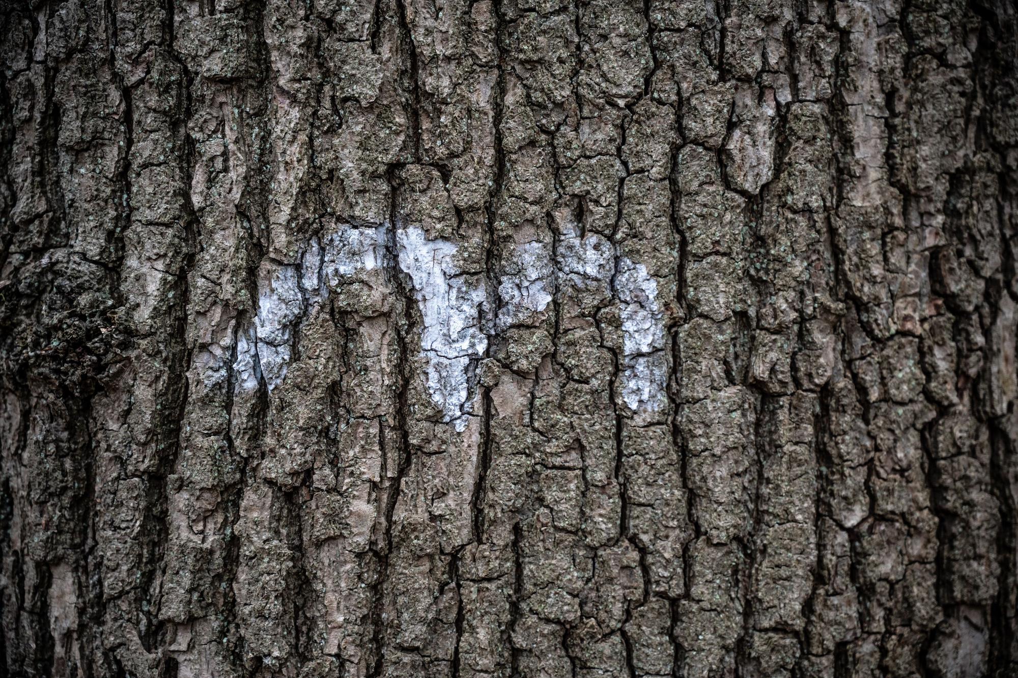 Zeichen für einen Habitatbaum. Um den Bürgerbusch soll sich der Dipl. Ing. Forstwirt Nikolai Cramer kümmern. Bild: Ralf Krieger