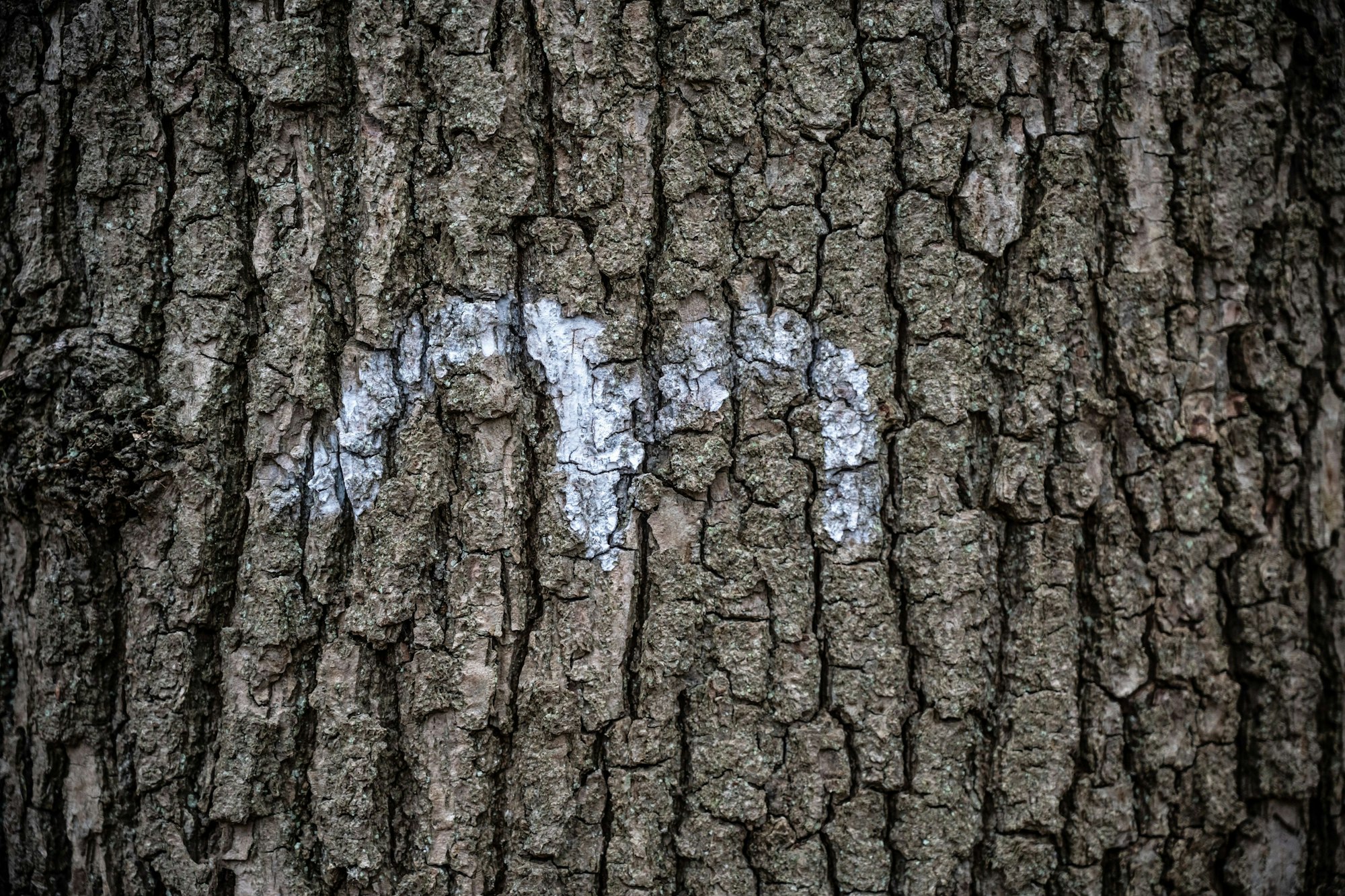 Zeichen für einen Habitatbaum. Um den Bürgerbusch soll sich der Dipl. Ing. Forstwirt Nikolai Cramer kümmern. Bild: Ralf Krieger