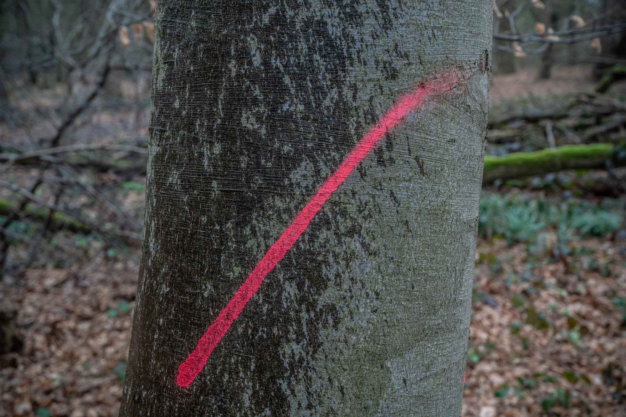 Ein Zeichen an einem Baum, der abgesägt werden soll. Um den Bürgerbusch soll sich der Dipl. Ing. Forstwirt Nikolai Cramer kümmern. Bild: Ralf Krieger