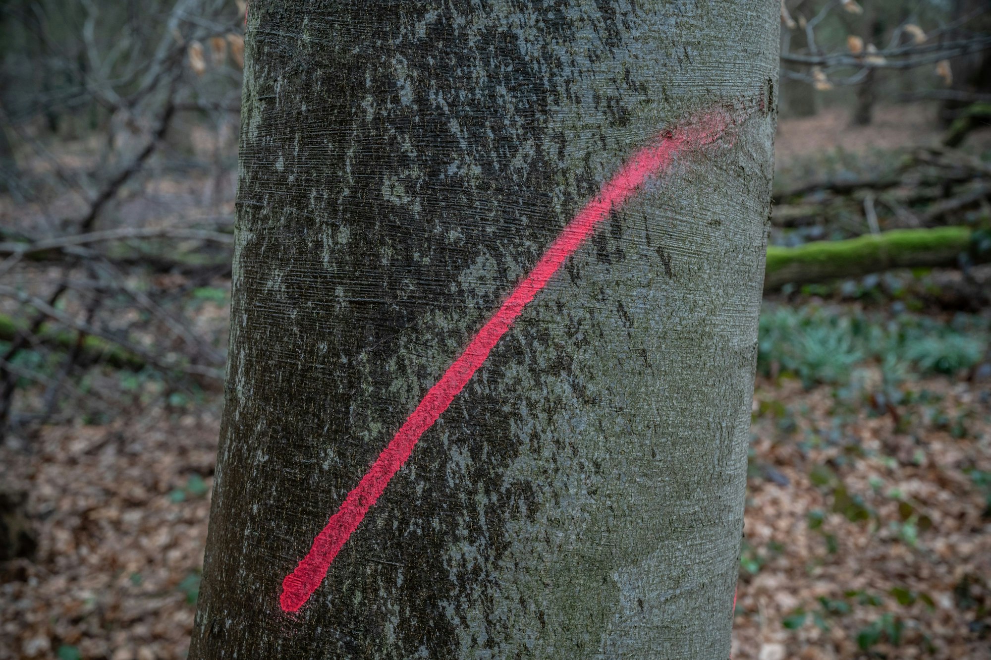 Ein Zeichen an einem Baum, der abgesägt werden soll. Um den Bürgerbusch soll sich der Dipl. Ing. Forstwirt Nikolai Cramer kümmern. Bild: Ralf Krieger