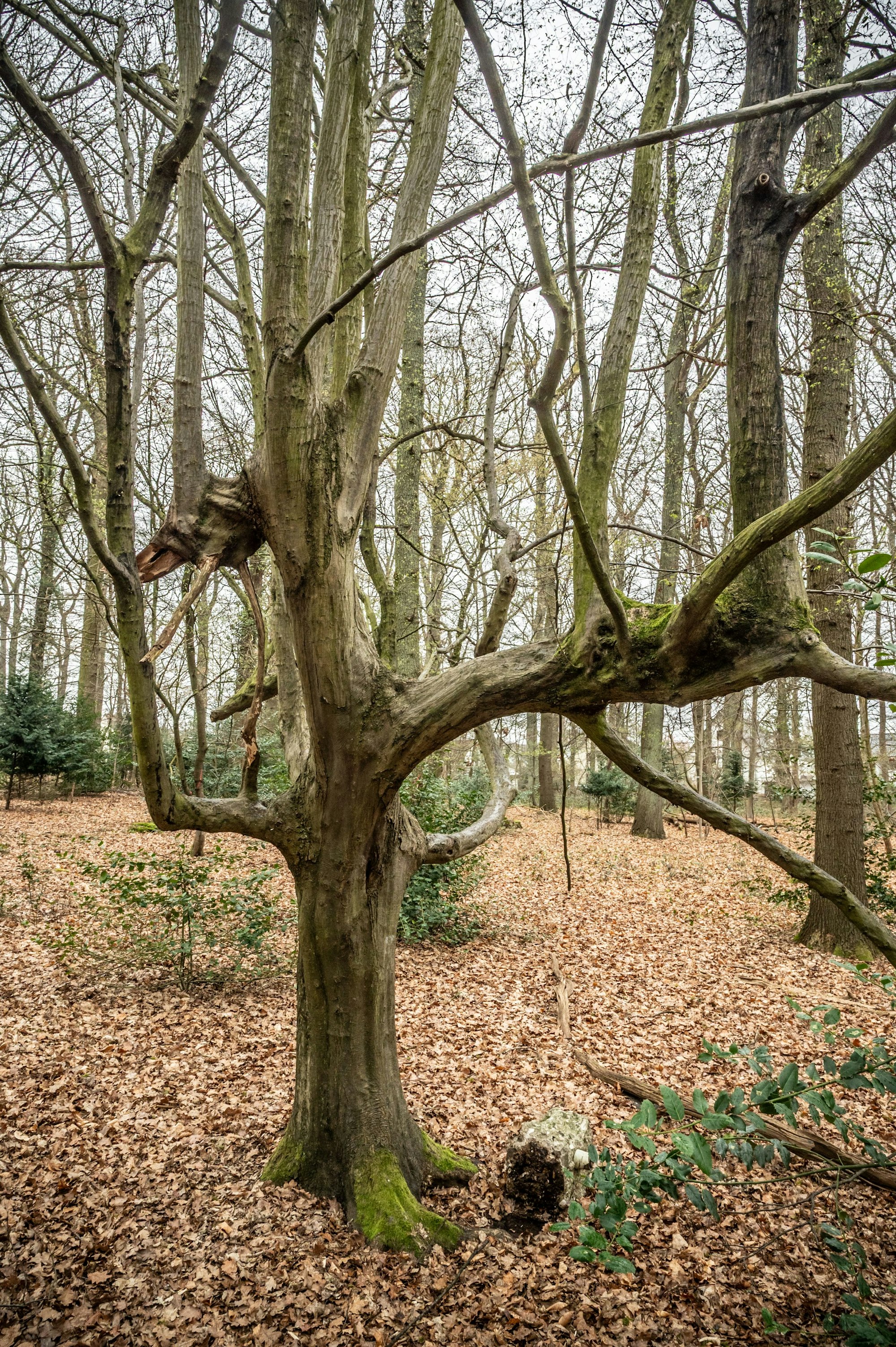 Eine besonders gewachsene Hainbuche im Bürgerbusch