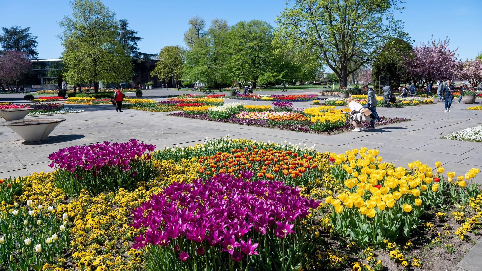Tulpen blühen im Köln-Deutzer Rheinpark.