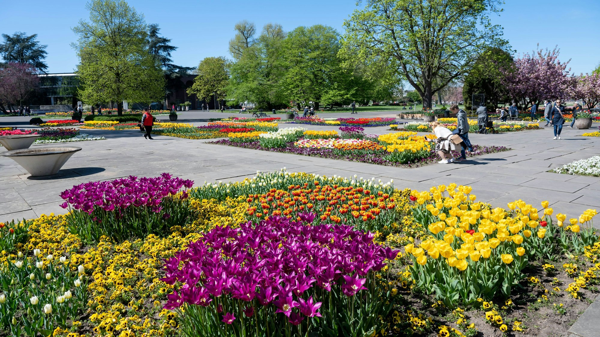 Tulpen blühen im Köln-Deutzer Rheinpark.