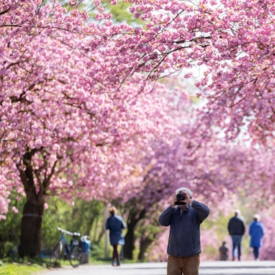 Blühende Kirschbäume am Aquarienweg in der Kleingartenanlage Kletterrose in Lindenthal. (Archivbild)