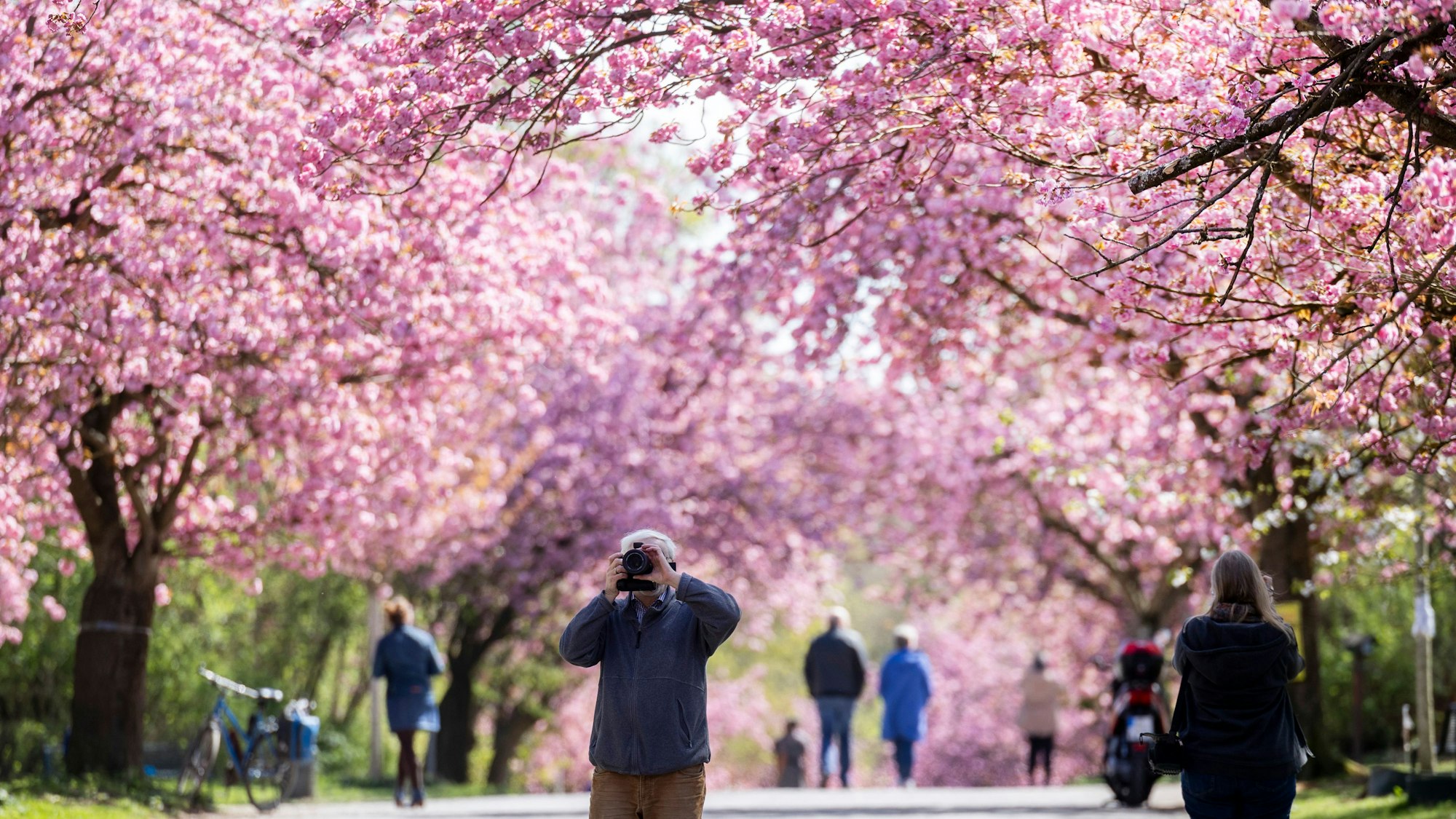 Blühende Kirschbäume am Aquarienweg in der Kleingartenanlage Kletterrose in Lindenthal. (Archivbild)