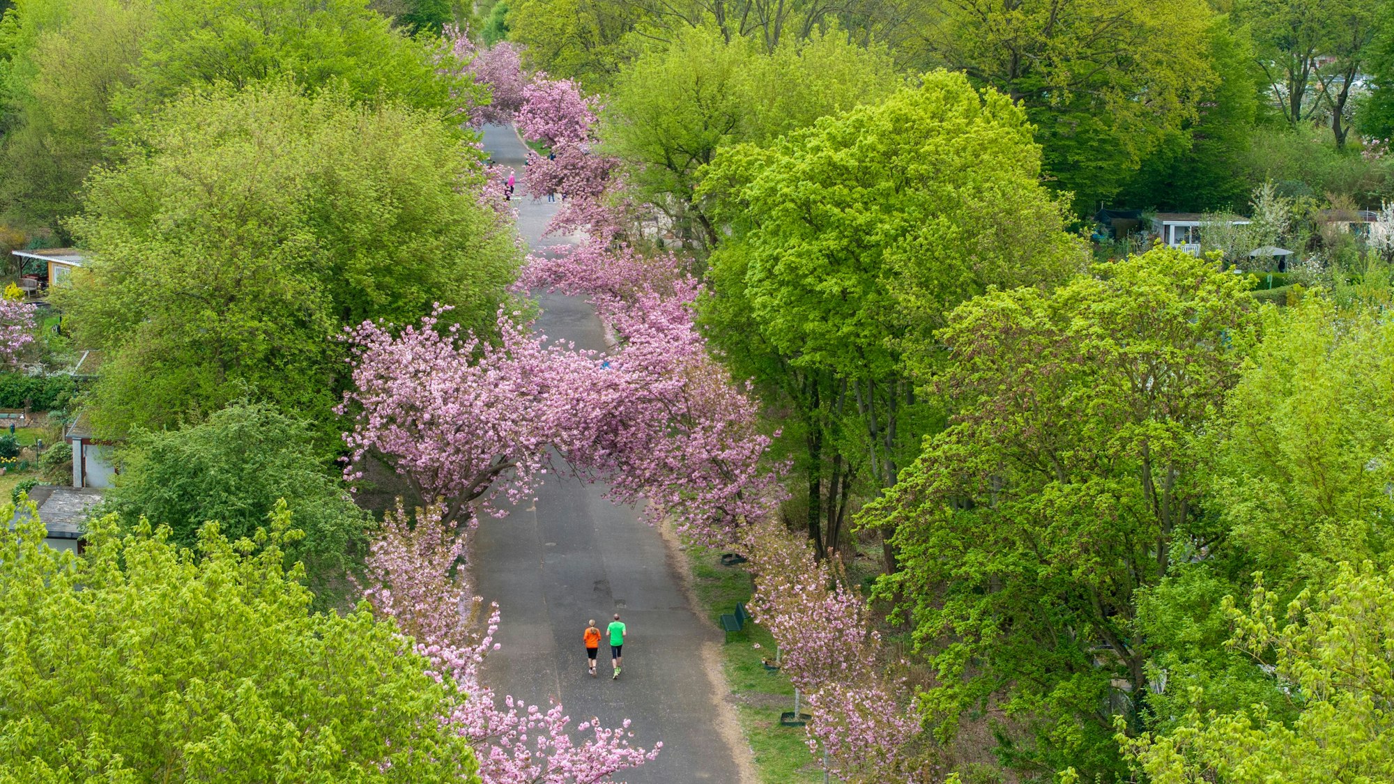 Im Sülzer Aquarienweg blühen die Kirschbäume. Luftaufnahme mit Drohne.