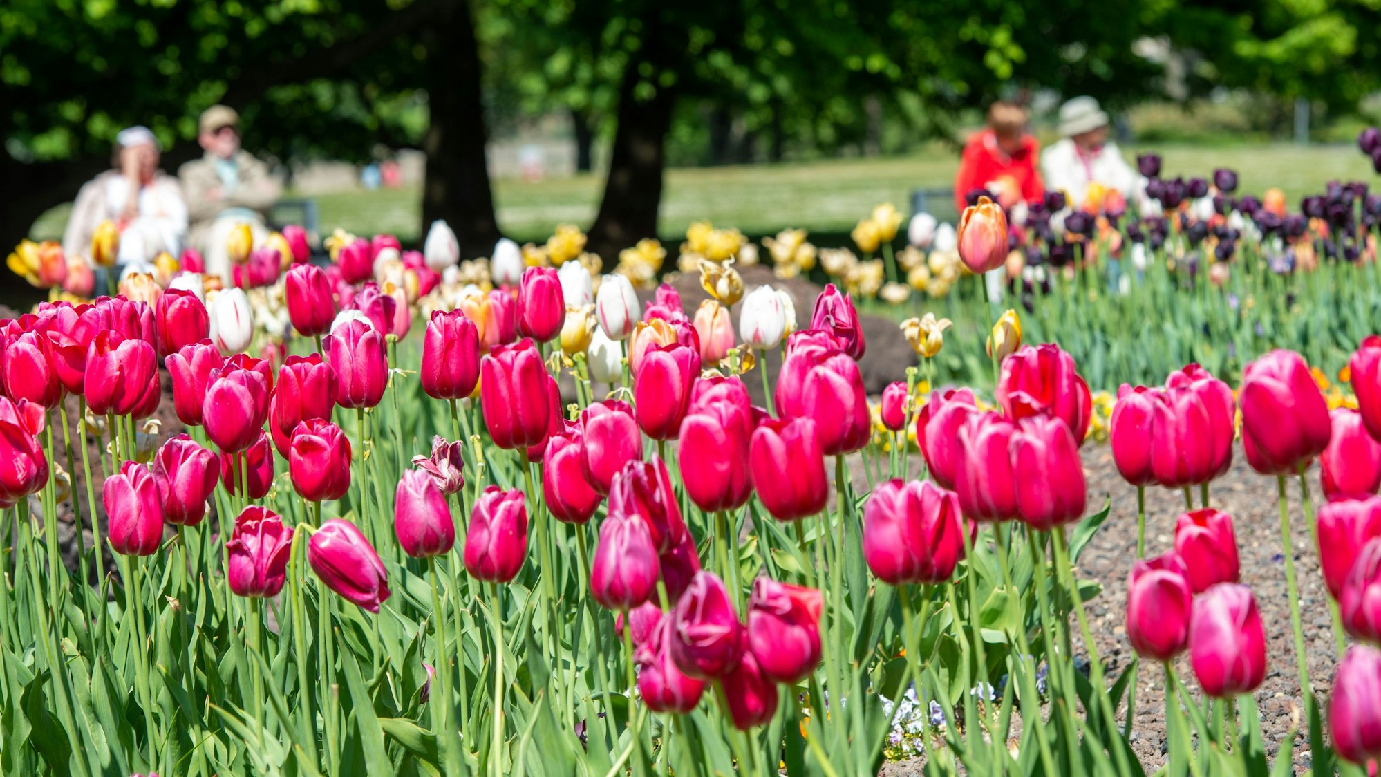 Spaziergänger erfreuen sich an der Blütenpracht der Tulpen im Rheinpark.