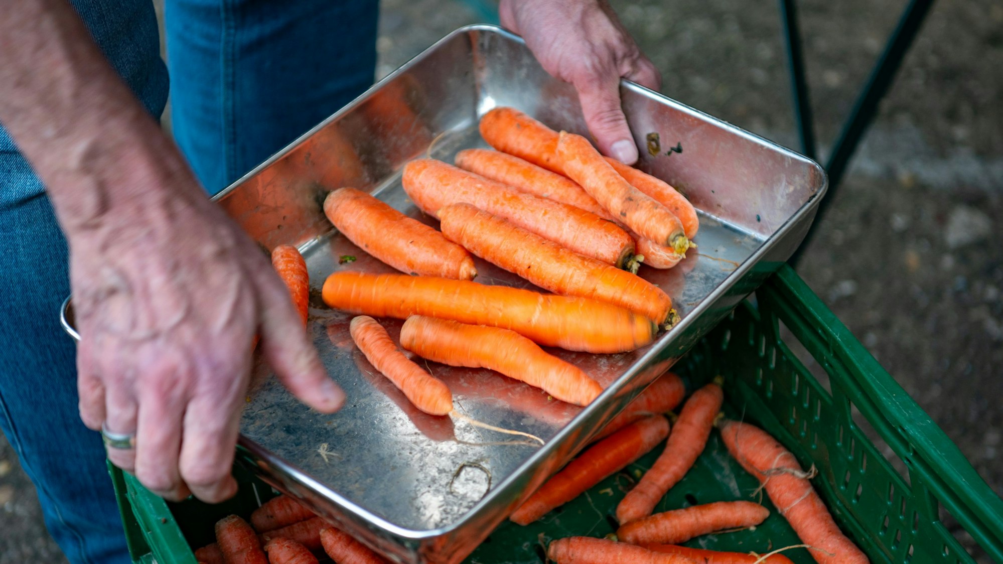 Ein Mann sammelt Möhren auf einer Waagschale.