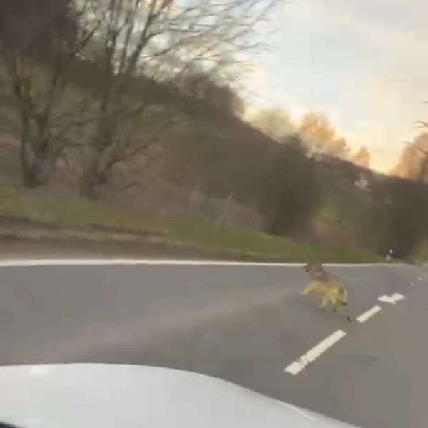 Auf dem Foto ist ein Wolf oder ein wolfsähnlicher Hund zu sehen, der über die Straße läuft