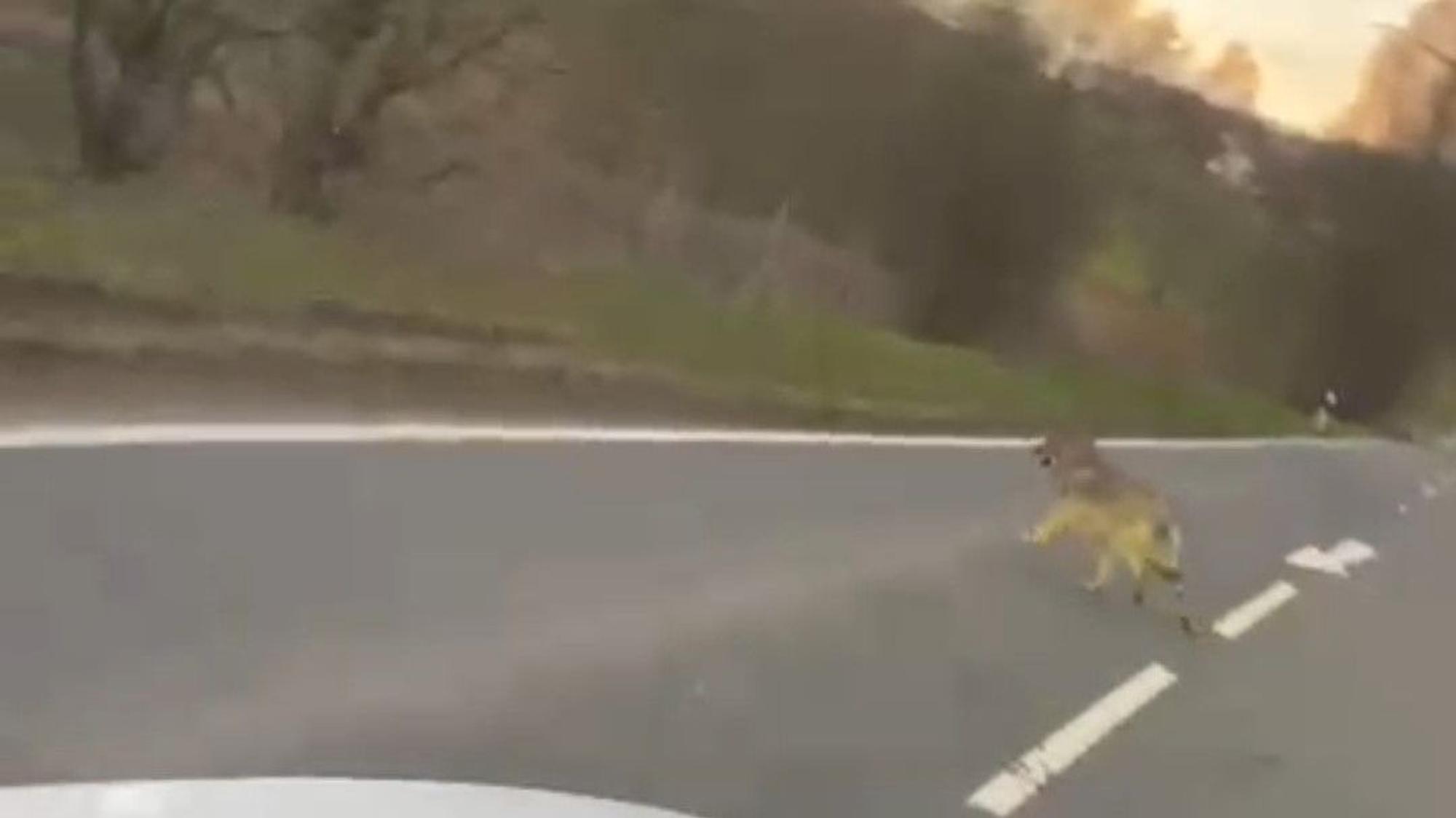 Auf dem Foto ist ein Wolf oder ein wolfsähnlicher Hund zu sehen, der über die Straße läuft