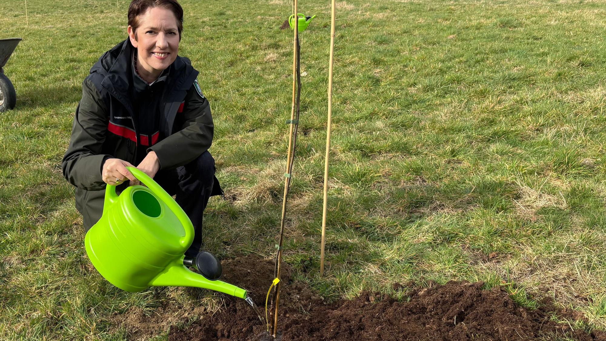 Forstministerin Silke Gorißen (CDU) hat in Arnsberg eine Wildbirne eingepflanzt und gießt das Gewächs.